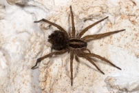 La Lycose tarentuline ou Tarentule radie ou Fausse tarentule ou encore Hogna raye. Une femelle et sa progniture (Araneae - Lycosidae - Hogna radiata)